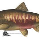 Chum Salmon, the real one...:o)